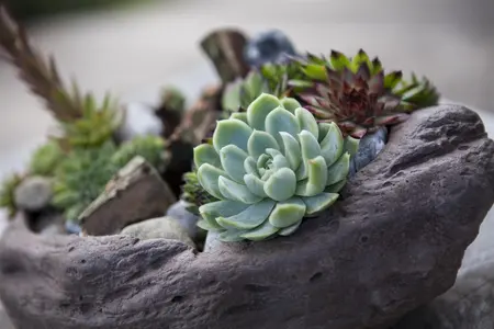 Sempervivum 'Utopia' - PLUG/CELGROWN 104 CEL TRAY - image 3