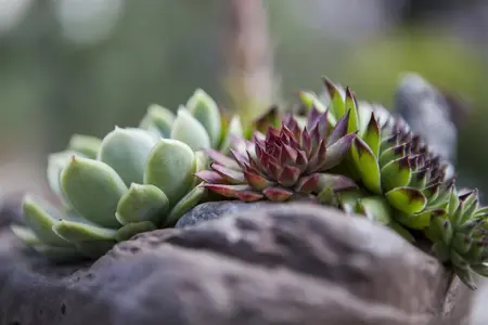 Sempervivum 'Utopia' - PLUG/CELGROWN 104 CEL TRAY - image 5
