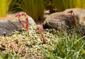 Sempervivum 'Utopia' - P14 - image 4