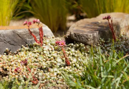 Sempervivum 'Utopia' - 1.5 Ltr pot - image 4