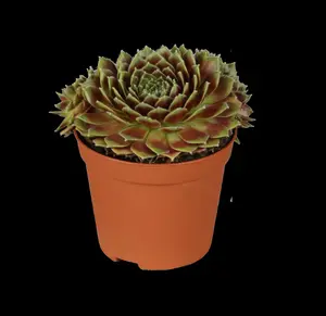Sempervivum 'Utopia' - 1.5 Ltr pot - image 2