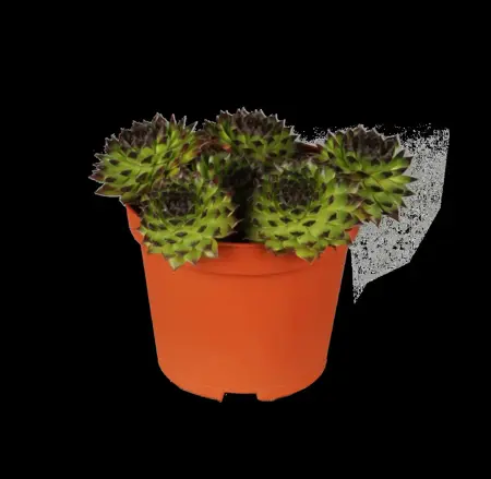 Sempervivum 'Utopia' - P14 - image 3