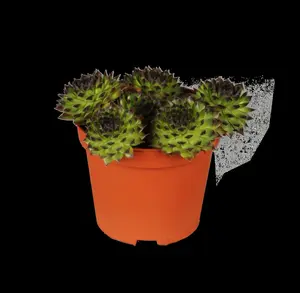Sempervivum 'Utopia' - 1.5 Ltr pot - image 3