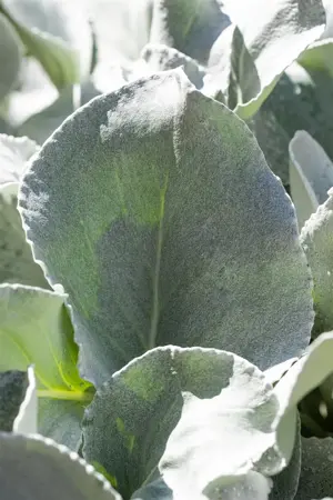 Senecio 'Angel Wings' - 5 Ltr pot - image 1