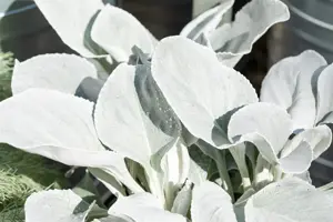 Senecio 'Angel Wings' - 5 Ltr pot - image 3