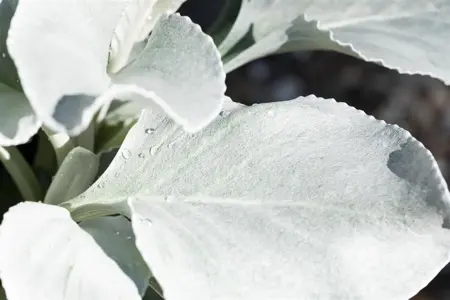 Senecio 'Angel Wings' - P13 - image 2
