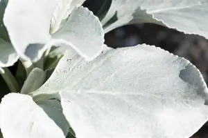 Senecio 'Angel Wings' - P13 - image 2