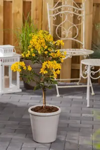Senna corymbosa - 50-60 CM C20 - image 2