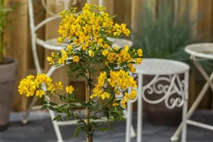 Senna corymbosa - 50-60 CM C20 - image 3