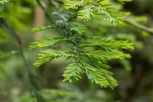 Sequoia sempervirens - 175-200  CM C20 - image 3
