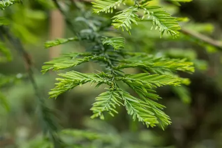 Sequoia sempervirens - 200-250 CM C60 - image 3