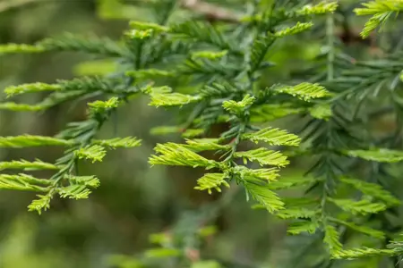 Sequoia sempervirens 'Winter Blue' - 125-150 CM C15 - image 1