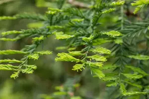 Sequoia sempervirens 'Winter Blue' - 125-150 CM C15 - image 5