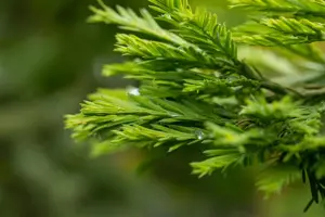 Sequoia sempervirens 'Winter Blue' - 125-150 CM C15 - image 2