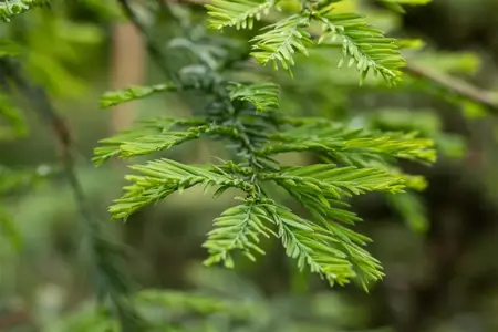 Sequoia sempervirens 'Winter Blue' - 125-150 CM C15 - image 3