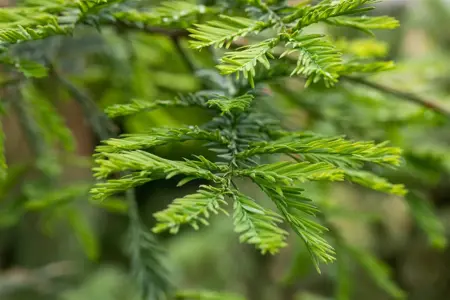 Sequoia sempervirens 'Winter Blue' - 125-150 CM C15 - image 4