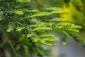 Sequoia sempervirens 'Winter Blue' - 125-150 CM C15 - image 5