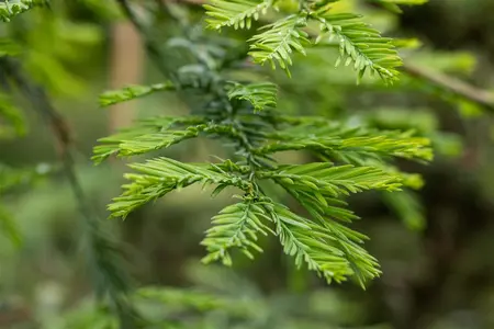Sequoia sempervirens 'Xeno' - 250-300 CM C70 - image 3