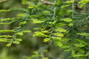 Sequoia sempervirens 'Xeno' - 200-250 CM C90 - image 1