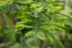 Sequoia sempervirens 'Xeno' - 200-250 CM C90 - image 4