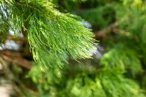 Sequoiadendron giganteum - 5-10 CM P9 - image 3
