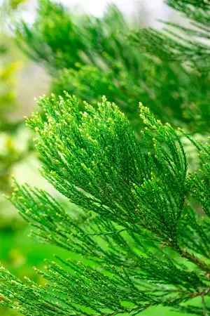 Sequoiadendron giganteum 'Glaucum' - 80-100 CM C30 - image 3