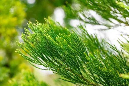 Sequoiadendron giganteum 'Glaucum' - 50-60 CM C10 - image 3