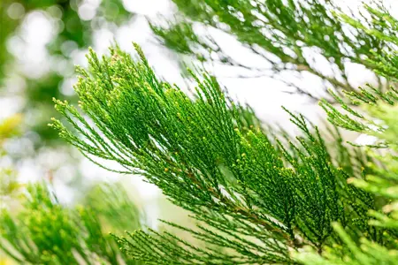 Sequoiadendron giganteum 'Glaucum' - 80-100 CM C30 - image 2