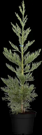 Sequoiadendron giganteum 'Glaucum' - 50-60 CM C10 - image 2