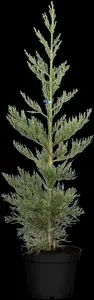 Sequoiadendron giganteum 'Glaucum' - 50-60 CM C10 - image 2