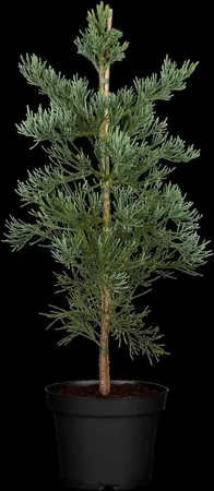 Sequoiadendron giganteum 'Glaucum' - 50-60 CM C10 - image 1