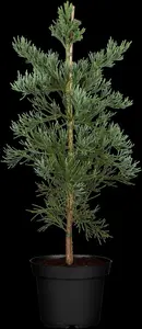 Sequoiadendron giganteum 'Glaucum'