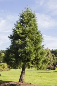 Sequoiadendron giganteum 'Healthy Mammoth One' - 80-100 CM C15 - image 1