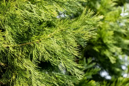 Sequoiadendron giganteum 'Healthy Mammoth One' - 80-100 CM C15 - image 4