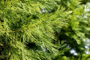 Sequoiadendron giganteum 'Healthy Mammoth One' - 80-100 CM C15 - image 4