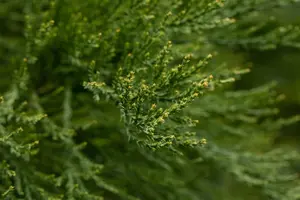 Sequoiadendron giganteum 'Healthy Mammoth One' - 80-100 CM C15 - image 2