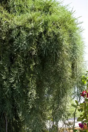 Sequoiadendron giganteum 'Pendulum' - 175-200 CM C50