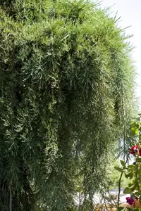 Sequoiadendron giganteum 'Pendulum'