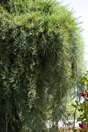 Sequoiadendron giganteum 'Pendulum' - 200-225 CM C50