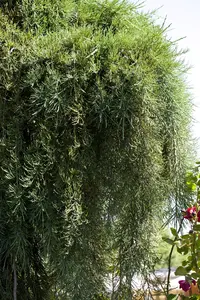 Sequoiadendron giganteum 'Pendulum' - 200-225 CM C50