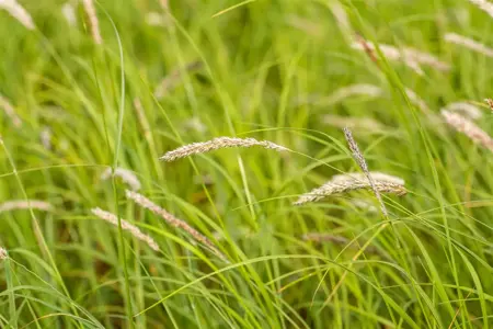 Sesleria autumnalis - 1.5 Ltr pot - image 1