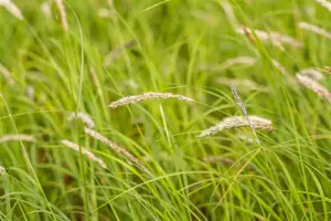 Sesleria autumnalis