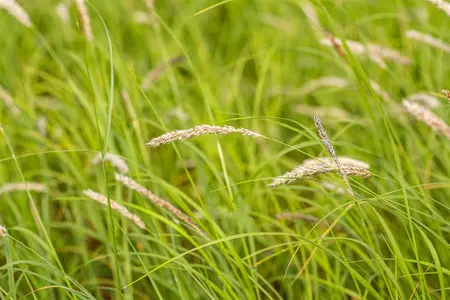 Sesleria autumnalis - P10.5 - image 1