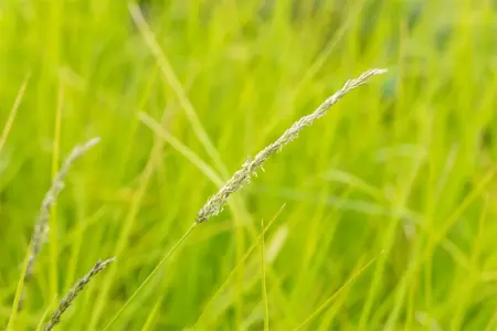 Sesleria autumnalis 'Greenlee Hybrid' - 2 Ltr pot - image 2