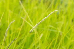Sesleria autumnalis 'Greenlee Hybrid' - 2 Ltr pot - image 2