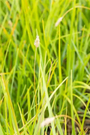 Sesleria heufleriana - 2.5 Ltr pot - image 2