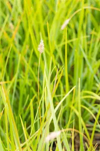 Sesleria heufleriana - 40-60 CM C5 - image 2