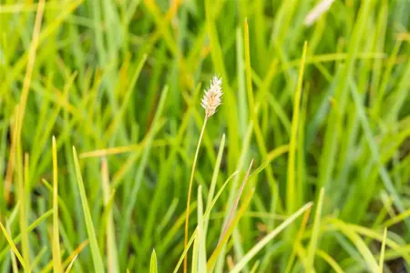 Sesleria heufleriana - 2 Ltr pot - image 1
