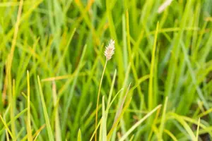 Sesleria heufleriana - 2.5 Ltr pot - image 1