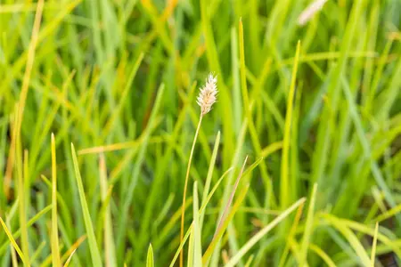 Sesleria heufleriana - 40-60 CM C5 - image 1